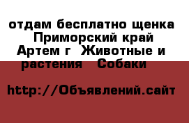 отдам бесплатно щенка - Приморский край, Артем г. Животные и растения » Собаки   